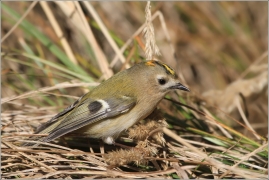 <p>KRÁLÍČEK OBECNÝ (Regulus regulus) /Goldcrest - Wintergoldhähnchen/</p>